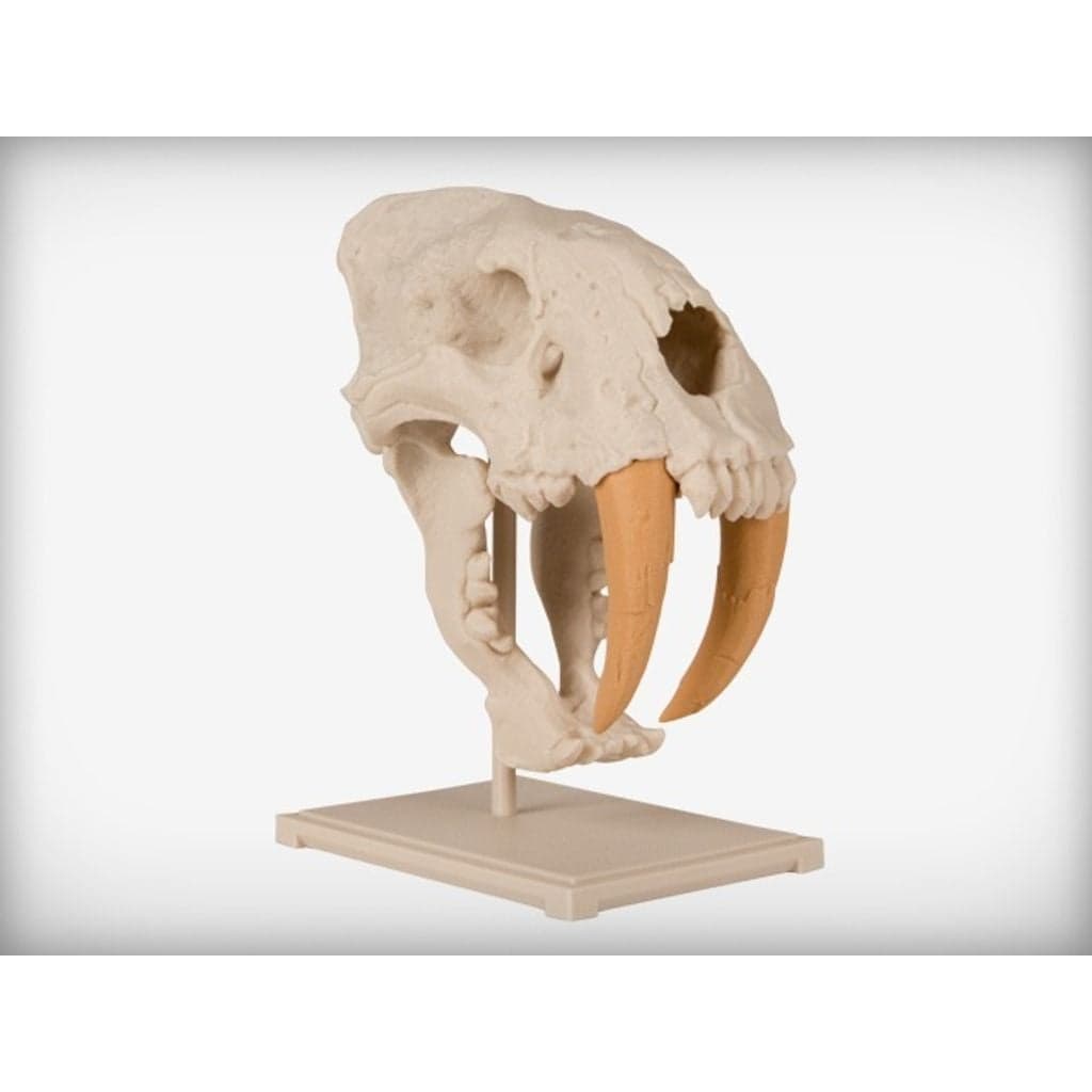 Figura 3D personalizada de Saber-Toothed Cat Skull · Educación en PLA