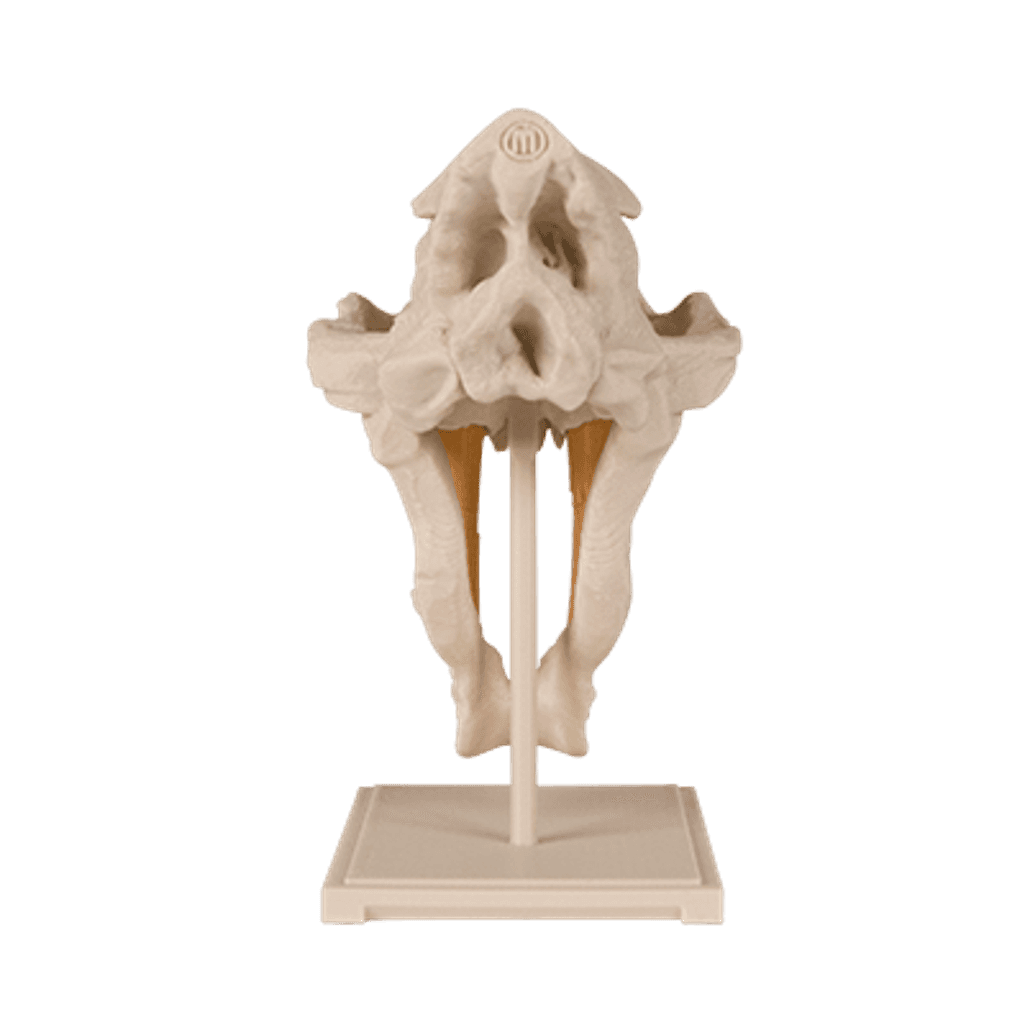 Figura 3D personalizada de Saber-Toothed Cat Skull · Educación en PLA — imagen 2