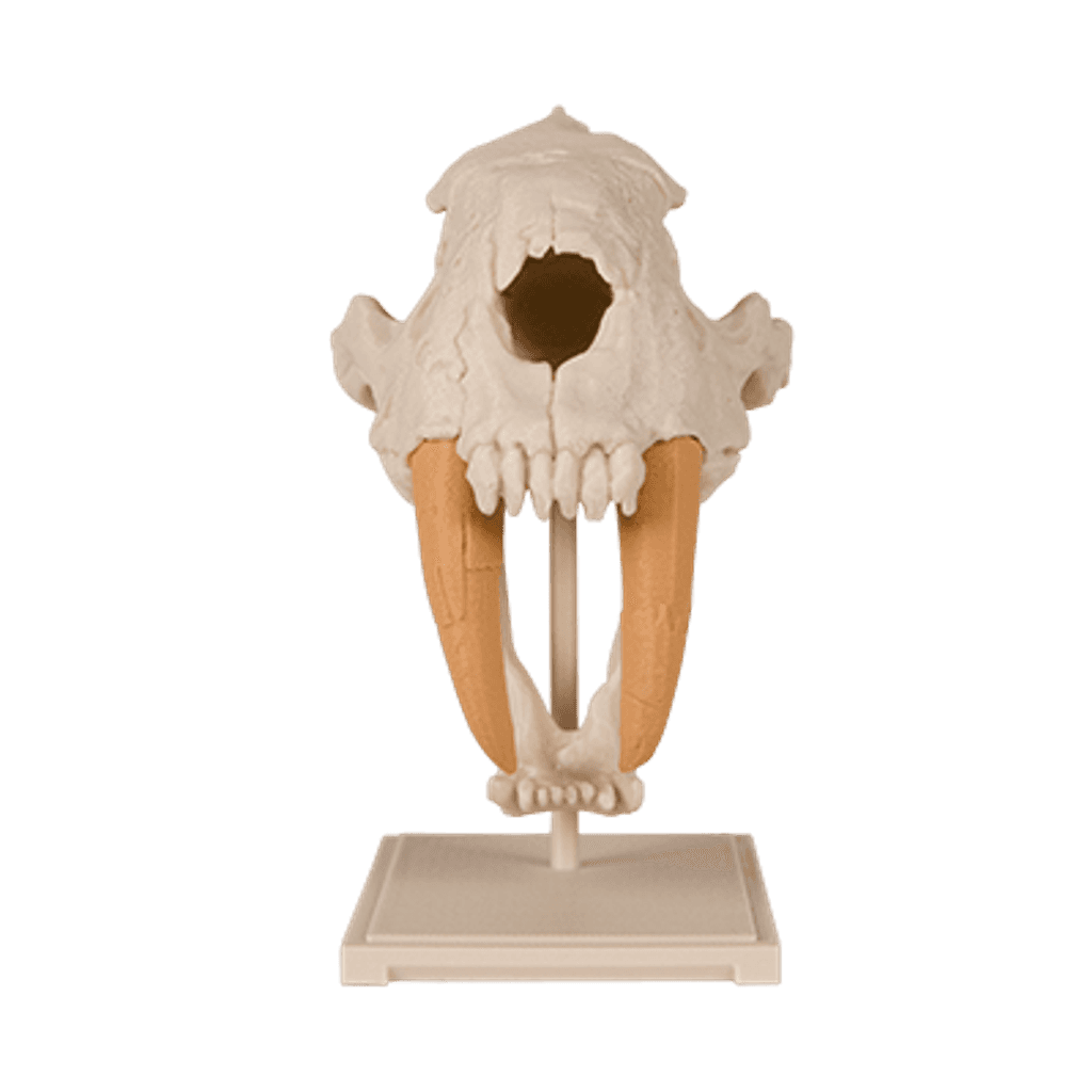 Figura 3D personalizada de Saber-Toothed Cat Skull · Educación en PLA — imagen 3