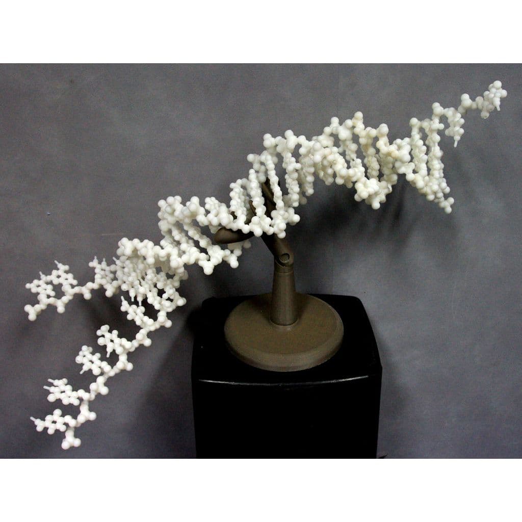 Figura 3D personalizada de Folding DNA model kit.   · Educación en PLA