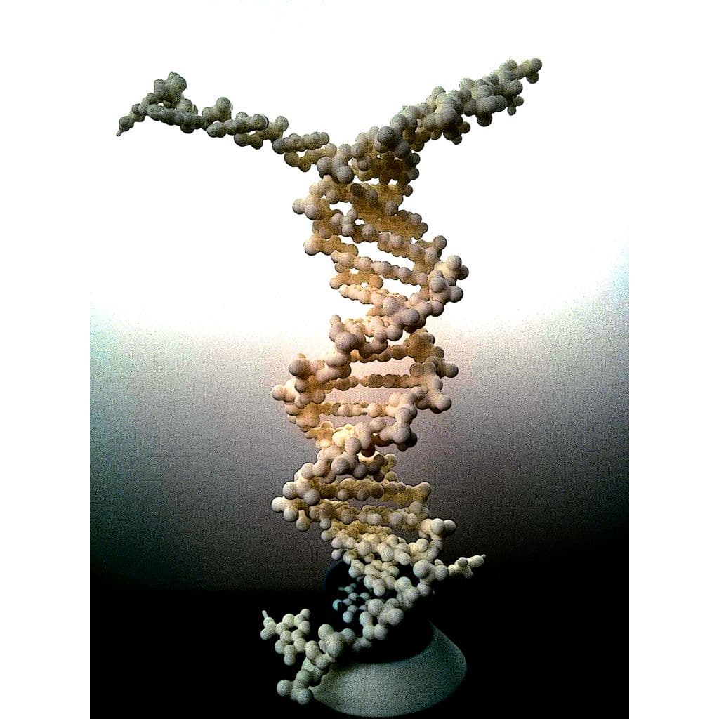 Figura 3D personalizada de Folding DNA model kit.   · Educación en PLA — imagen 2
