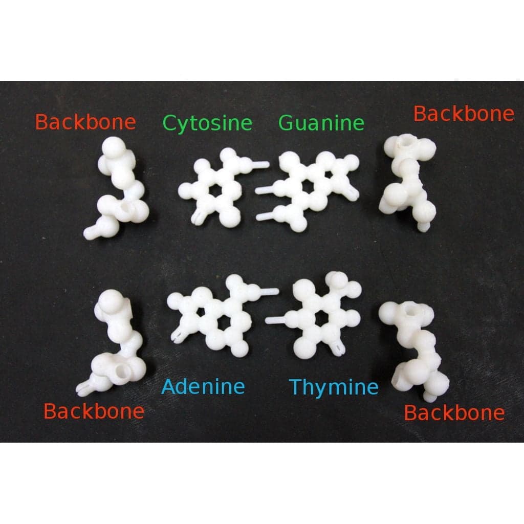Figura 3D personalizada de Folding DNA model kit.   · Educación en PLA — imagen 3